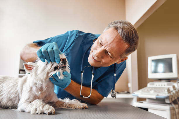 Best Emergency Dental Extractions in Bull Run Mountain Estates, VA
